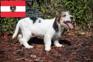 Mehr über den Artikel erfahren Petit Basset Griffon Vendéen Züchter und Welpen in Österreich