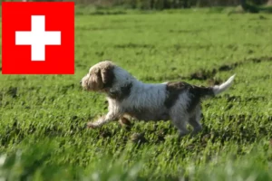 Read more about the article Petit Basset Griffon Vendéen Züchter und Welpen in der Schweiz