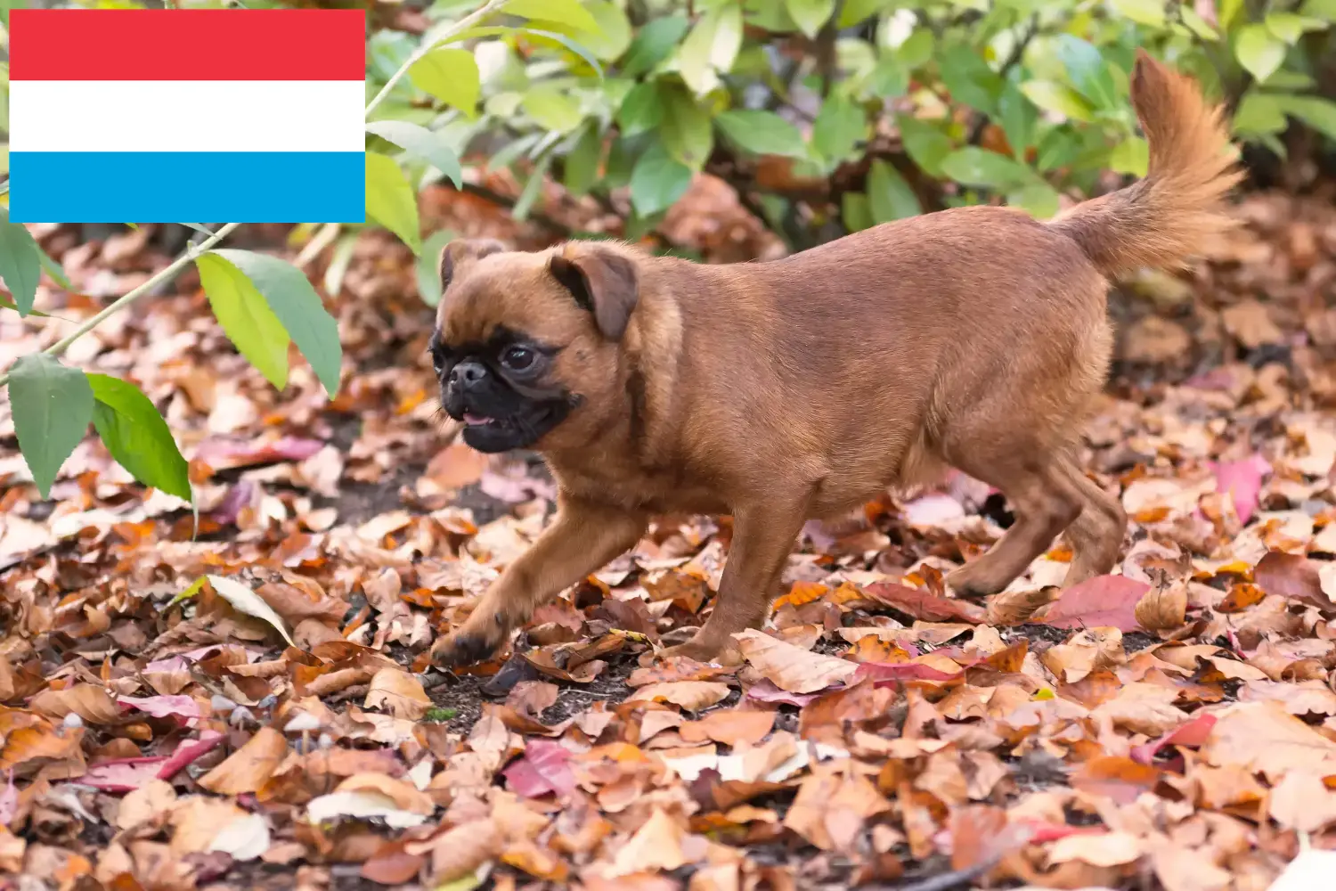 Petit Brabançon Welpen und Züchter Luxemburg Hier findest Du Petit Brabançons Züchter in Luxemburg.