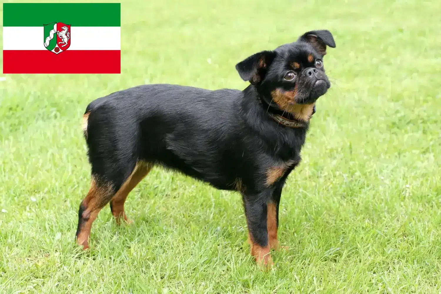Petit Brabançon Welpen und Züchter Nordrhein-Westfalen Hier findest Du Petit Brabançons Züchter in Nordrhein-Westfalen.