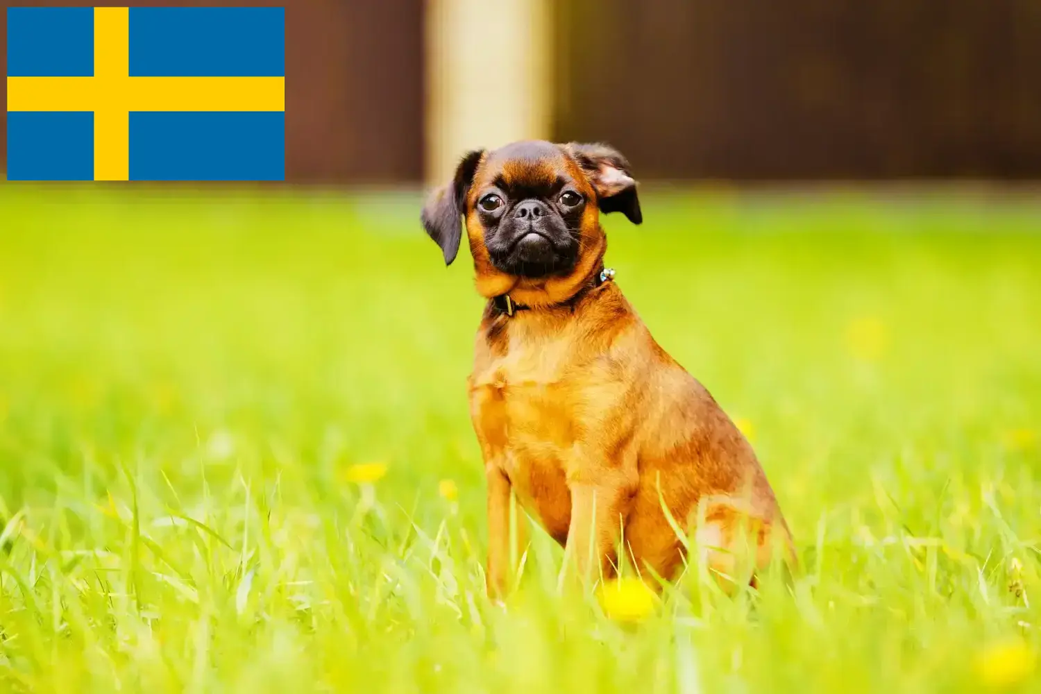 Petit Brabançon Welpen und Züchter Schweden Hier findest Du Petit Brabançons Züchter in Schweden.