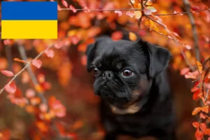 Mehr über den Artikel erfahren Petit Brabançon Züchter und Welpen in der Ukraine