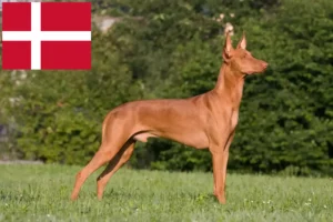 Read more about the article Pharaonenhund Züchter und Welpen in Dänemark