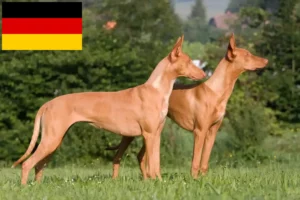 Read more about the article Pharaonenhund Züchter und Welpen in Deutschland