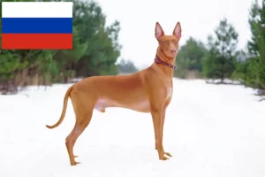 Read more about the article Pharaonenhund Züchter und Welpen in Russland