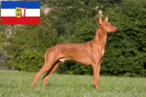 Read more about the article Pharaonenhund Züchter und Welpen in Schleswig-Holstein