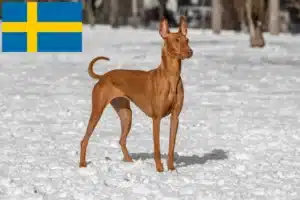 Read more about the article Pharaonenhund Züchter und Welpen in Schweden