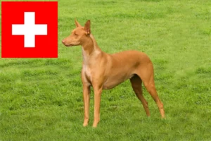 Read more about the article Pharaonenhund Züchter und Welpen in der Schweiz