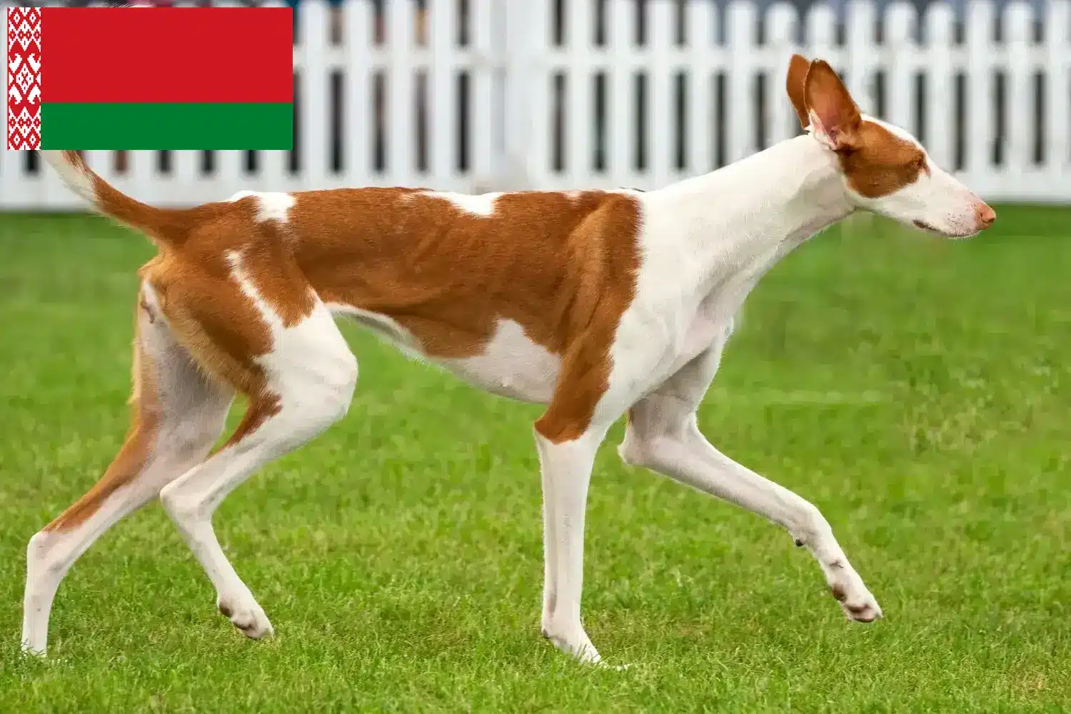 Podenco Welpen und Züchter Belarus Hier findest Du Podencos Züchter in Belarus.