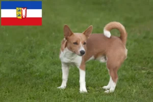 Read more about the article Podenco Züchter und Welpen in Schleswig-Holstein