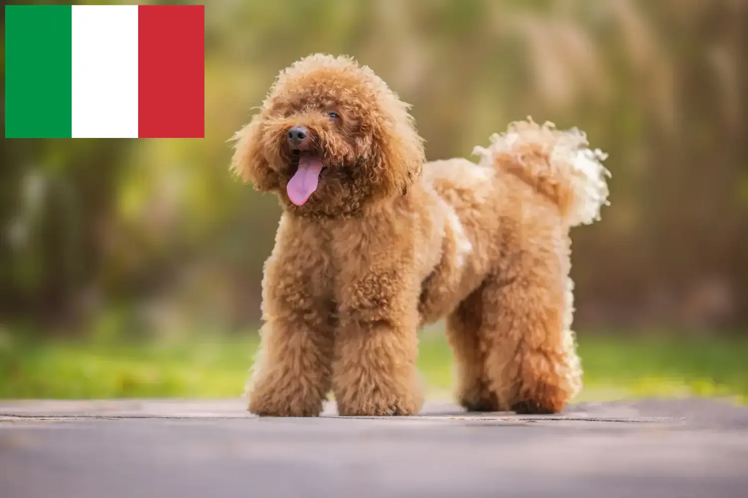 Pudel Welpen und Züchter Italien Hier findest Du Pudel Züchter in Italien.
