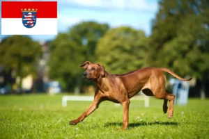 Read more about the article Rhodesian Ridgeback Züchter und Welpen in Hessen