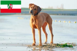 Read more about the article Rhodesian Ridgeback Züchter und Welpen in Nordrhein-Westfalen