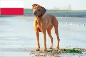 Read more about the article Rhodesian Ridgeback Züchter und Welpen in Polen