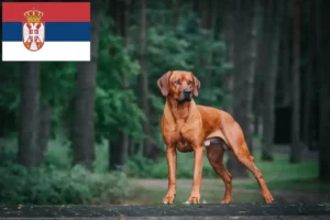 Read more about the article Rhodesian Ridgeback Züchter und Welpen in Serbien