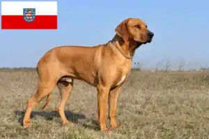 Read more about the article Rhodesian Ridgeback Züchter und Welpen in Thüringen