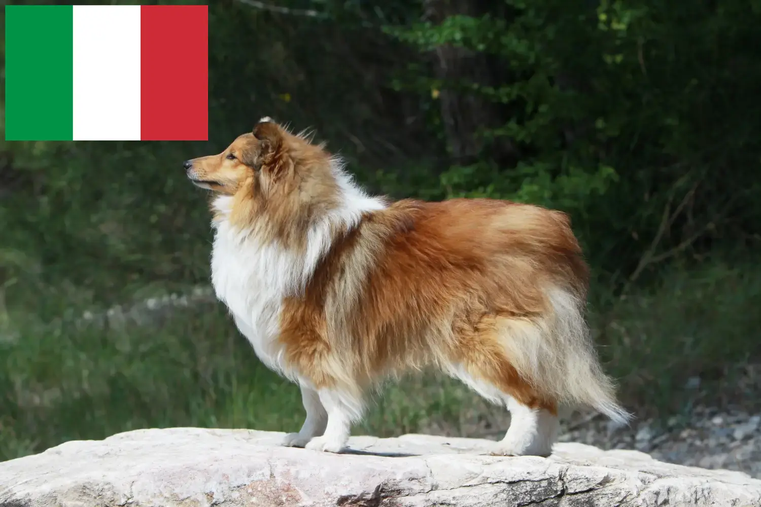 Sheltie Welpen und Züchter Italien Hier findest Du Shelties Züchter in Italien.