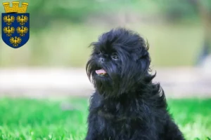 Mehr über den Artikel erfahren Affenpinscher Züchter und Welpen in Niederösterreich