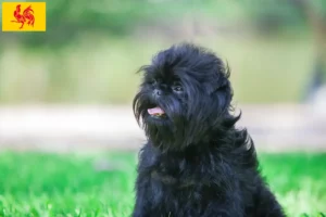 Mehr über den Artikel erfahren Affenpinscher Züchter und Welpen in Wallonische Region