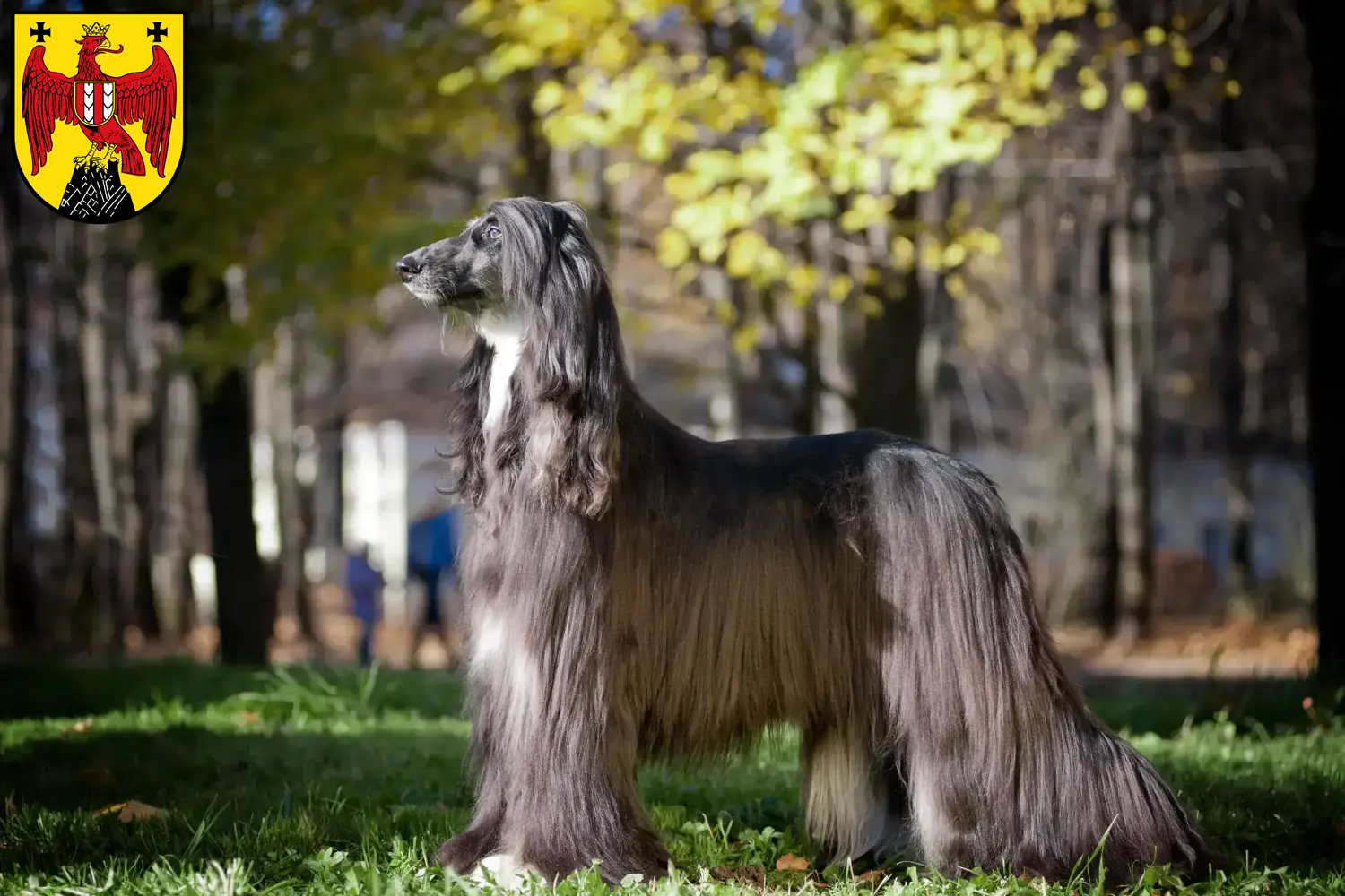 Afghanischer Windhund Welpen und Züchter Burgenland Hier findest Du Afghanische Windhunde Züchter im Burgenland.