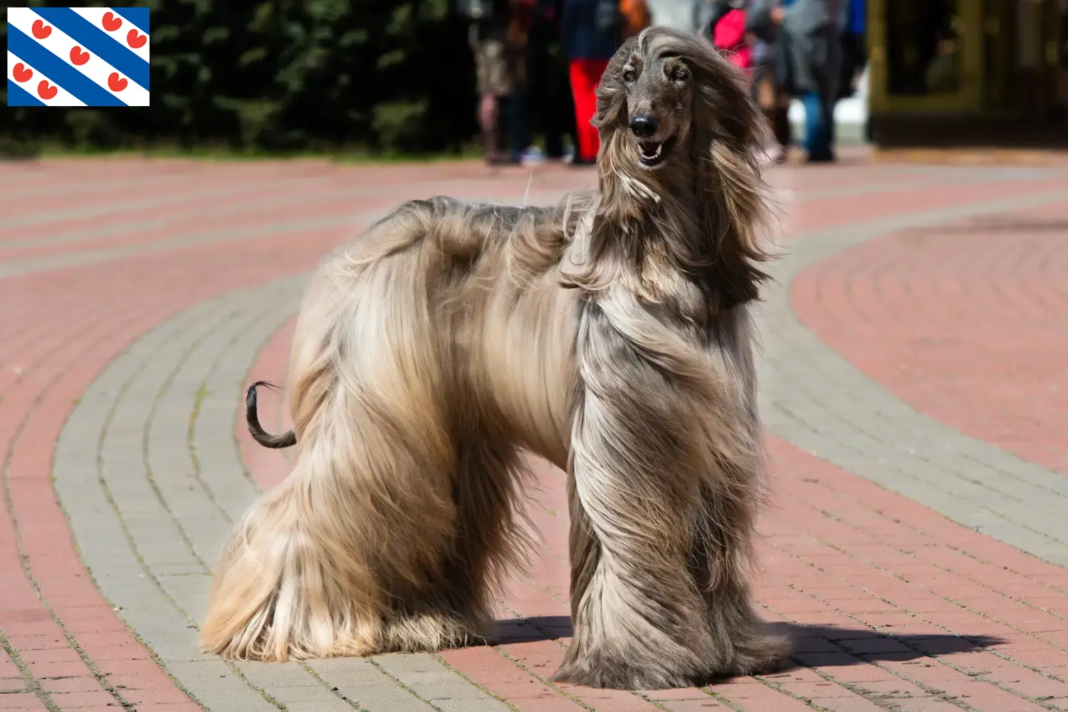 Afghanischer Windhund Welpen und Züchter Friesland Hier findest Du Afghanische Windhunde Züchter in Friesland.