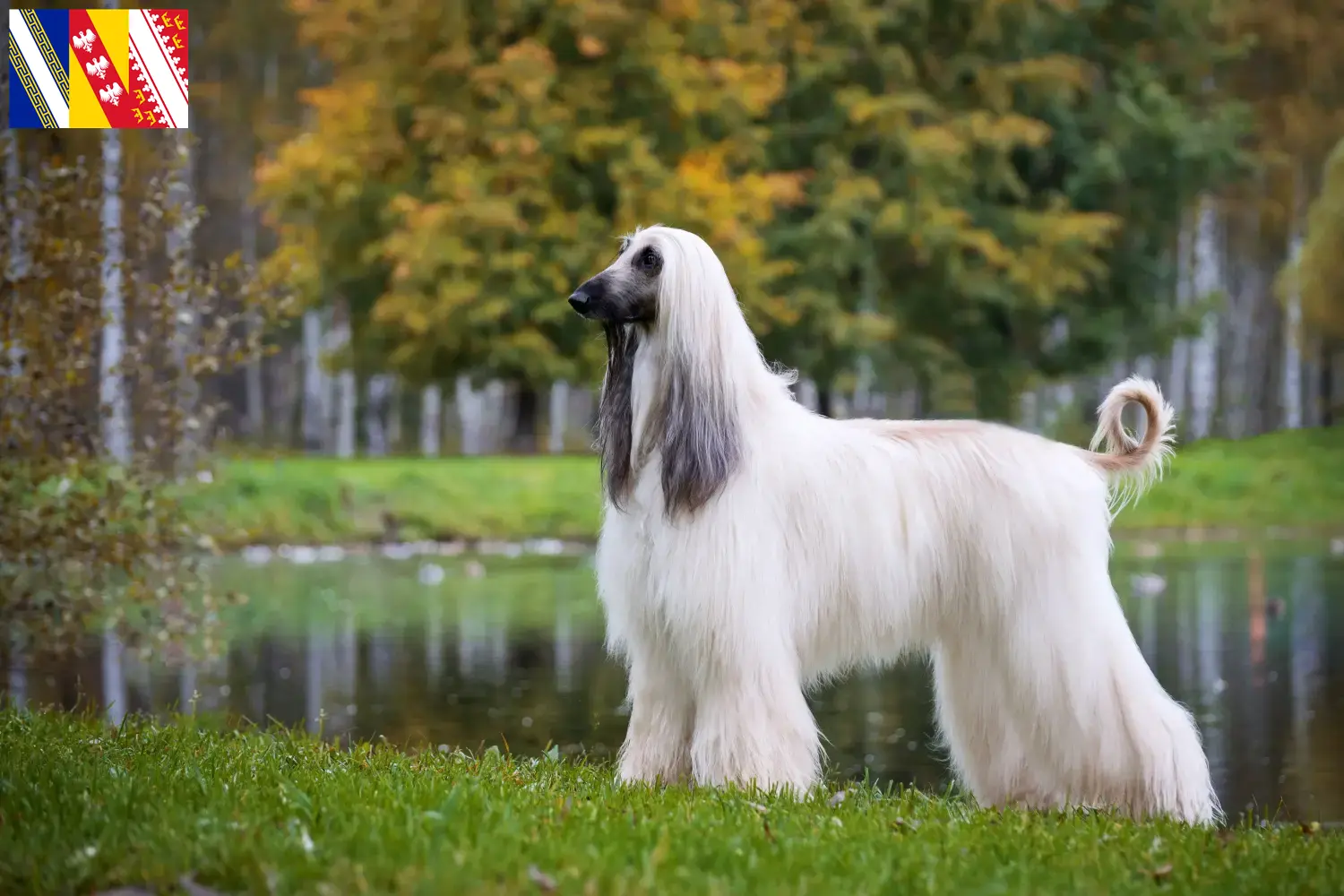 Afghanischer Windhund Welpen und Züchter Grand Est Hier findest Du Afghanische Windhunde Züchter in Grand Est.