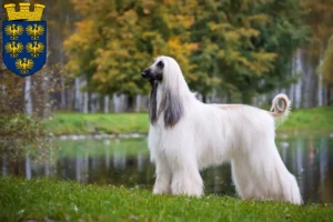 Mehr über den Artikel erfahren Afghanischer Windhund Züchter und Welpen in Niederösterreich