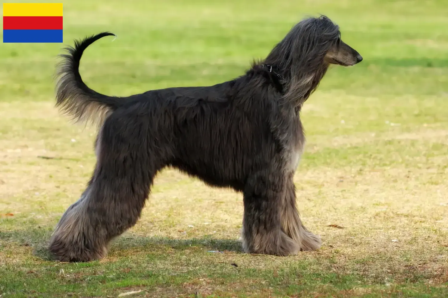 Afghanischer Windhund Welpen und Züchter Nordholland Hier findest Du Afghanische Windhunde Züchter in Nordholland.