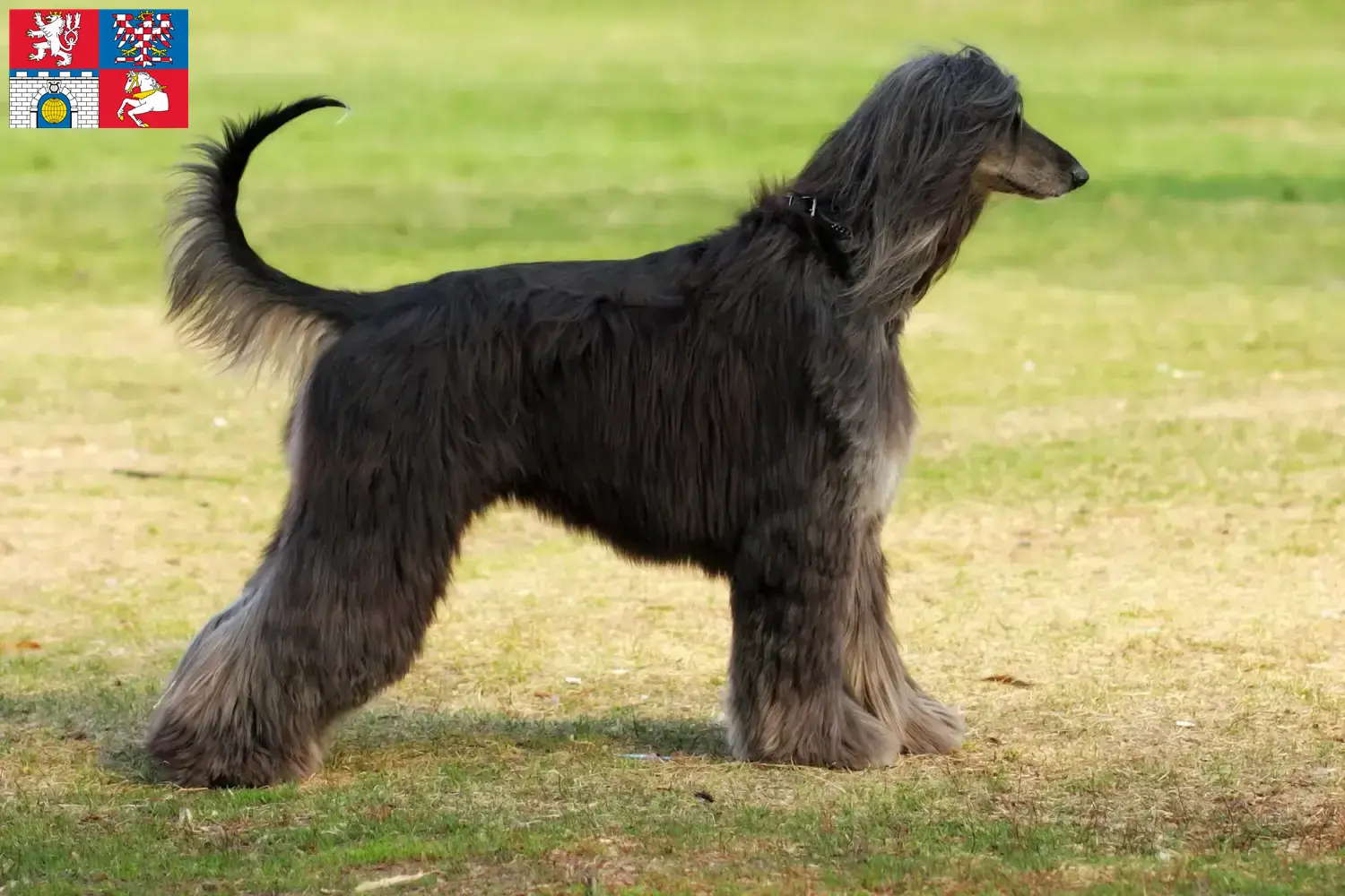 Afghanischer Windhund Welpen und Züchter Pardubice Hier findest Du Afghanische Windhunde Züchter in Pardubice.