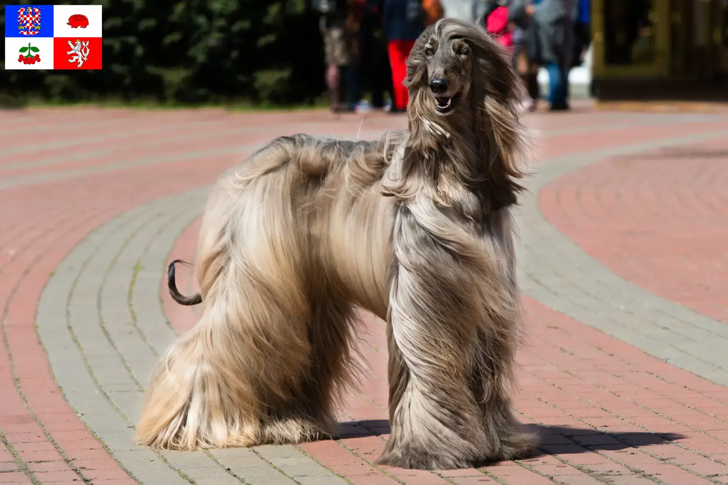 Afghanischer Windhund Welpen und Züchter Vysočina Hier findest Du Afghanische Windhunde Züchter in Vysočina.