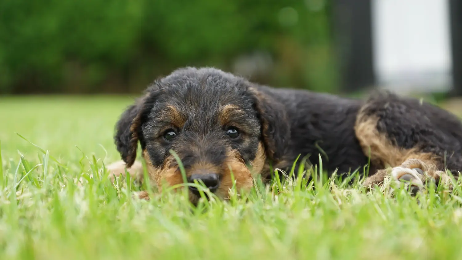 Einen Airedale Terrier Welpen zu kaufen, bedeutet Verantwortung zu übernehmen! Airedale Terrier Welpen kaufen.