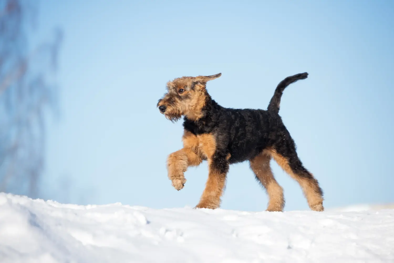 Einen Airedale Terrier Welpen zu kaufen, bedeutet Verantwortung zu übernehmen! Airedale Terrier Welpen kaufen.