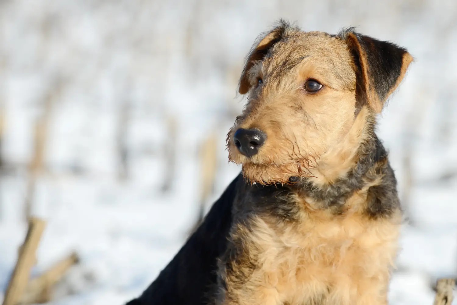 Einen Airedale Terrier Welpen zu kaufen, bedeutet Verantwortung zu übernehmen! Airedale Terrier Welpen kaufen.