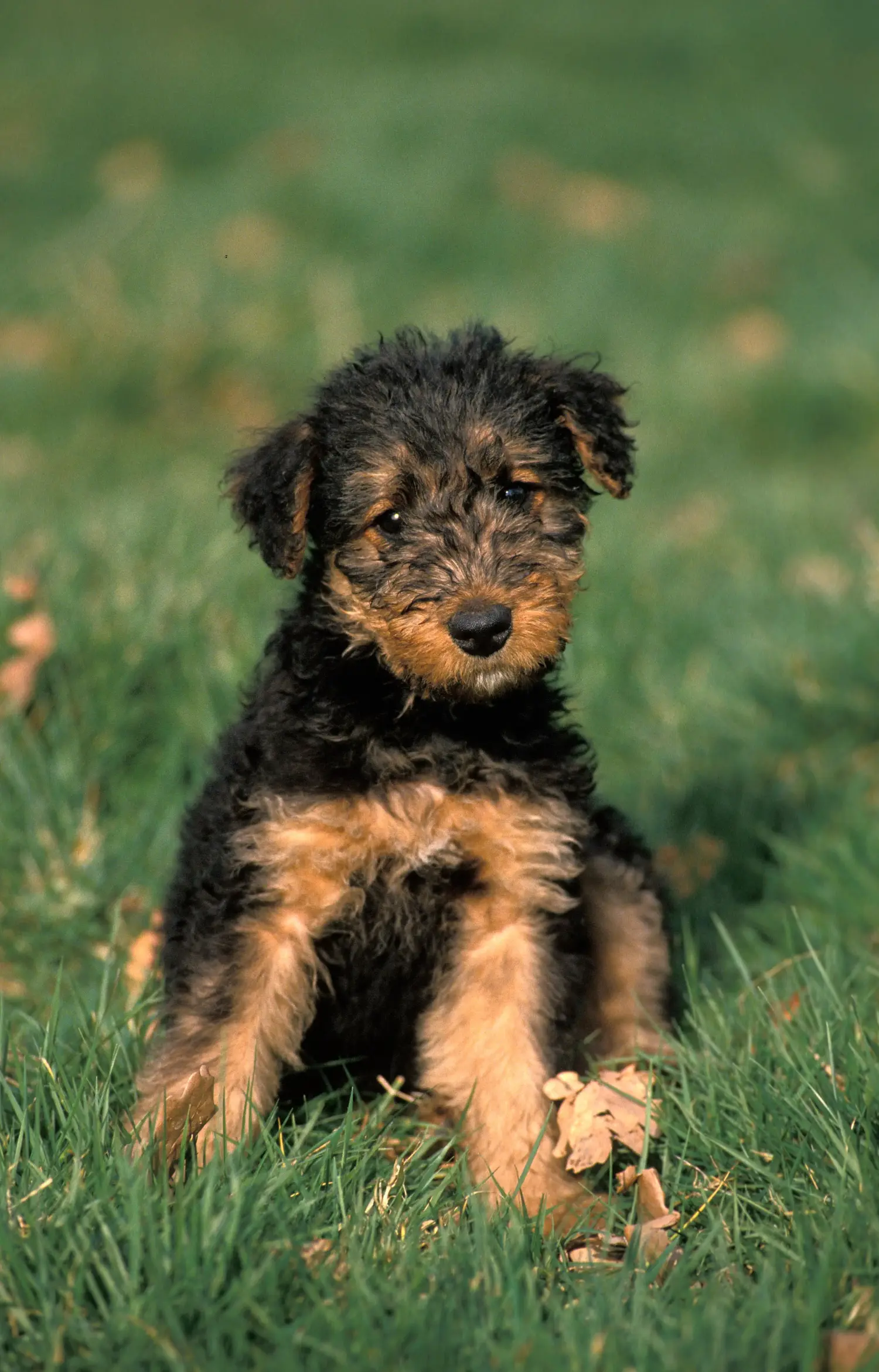 Einen Airedale Terrier Welpen zu kaufen, bedeutet Verantwortung zu übernehmen! Airedale Terrier Welpen kaufen.