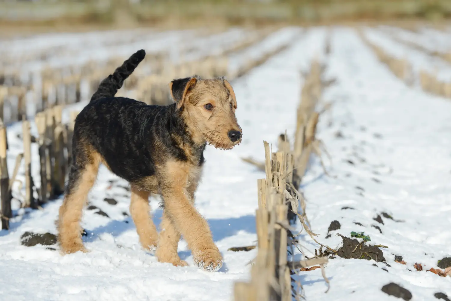 Einen Airedale Terrier Welpen zu kaufen, bedeutet Verantwortung zu übernehmen! Airedale Terrier Welpen kaufen.