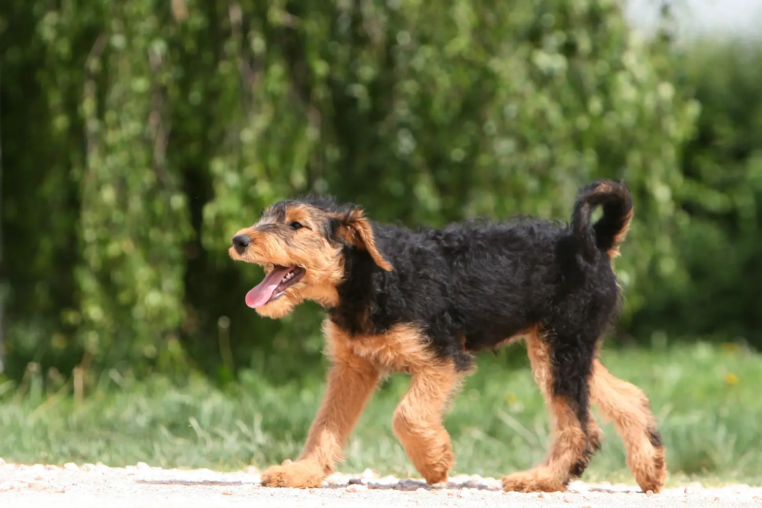 Einen Airedale Terrier Welpen zu kaufen, bedeutet Verantwortung zu übernehmen! Airedale Terrier Welpen kaufen.