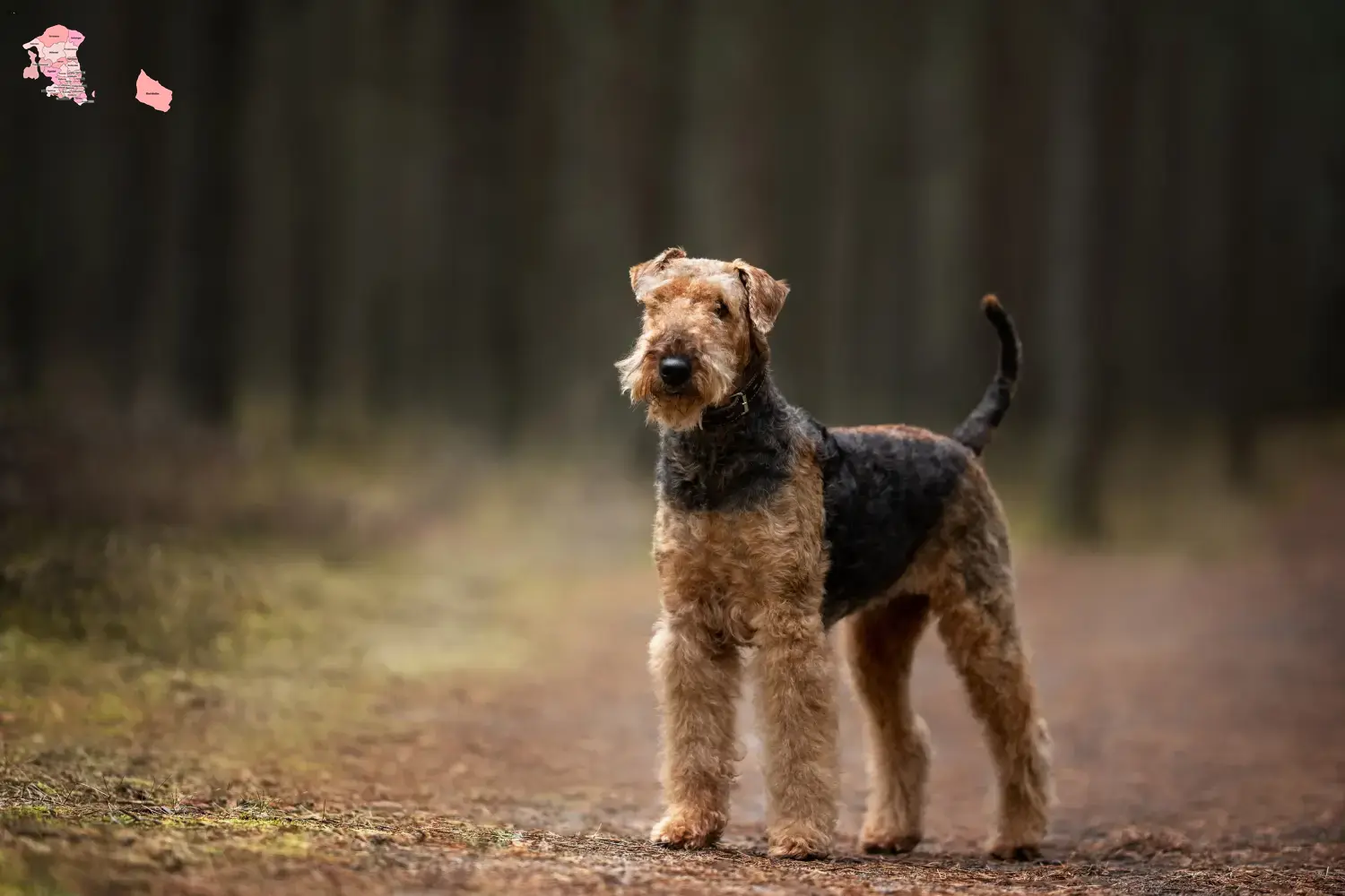 Airedale Terrier Welpen und Züchter Hovedstaden Hier findest Du Airedale Terrier Züchter in Hovedstaden.