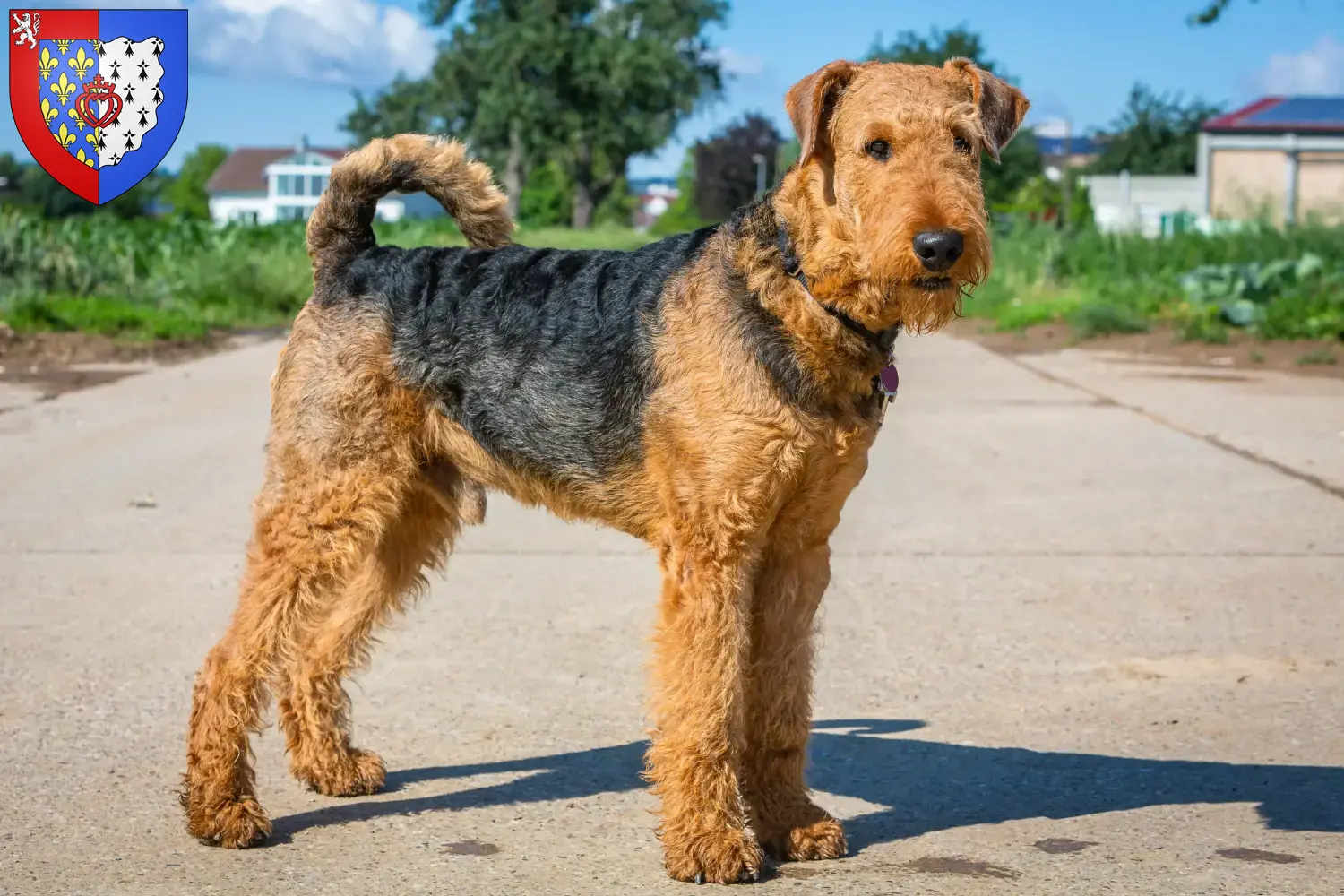 Airedale Terrier Welpen und Züchter Pays de la Loire Hier findest Du Airedale Terrier Züchter in Pays de la Loire.