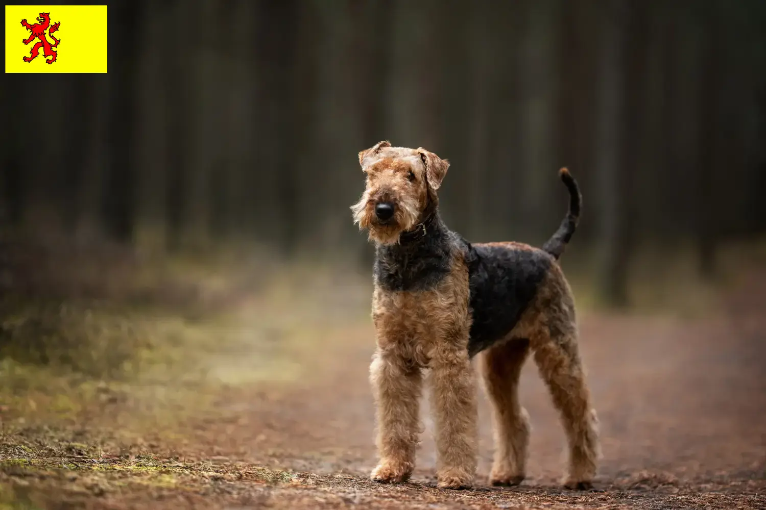 Airedale Terrier Welpen und Züchter Südholland Hier findest Du Airedale Terrier Züchter in Südholland.