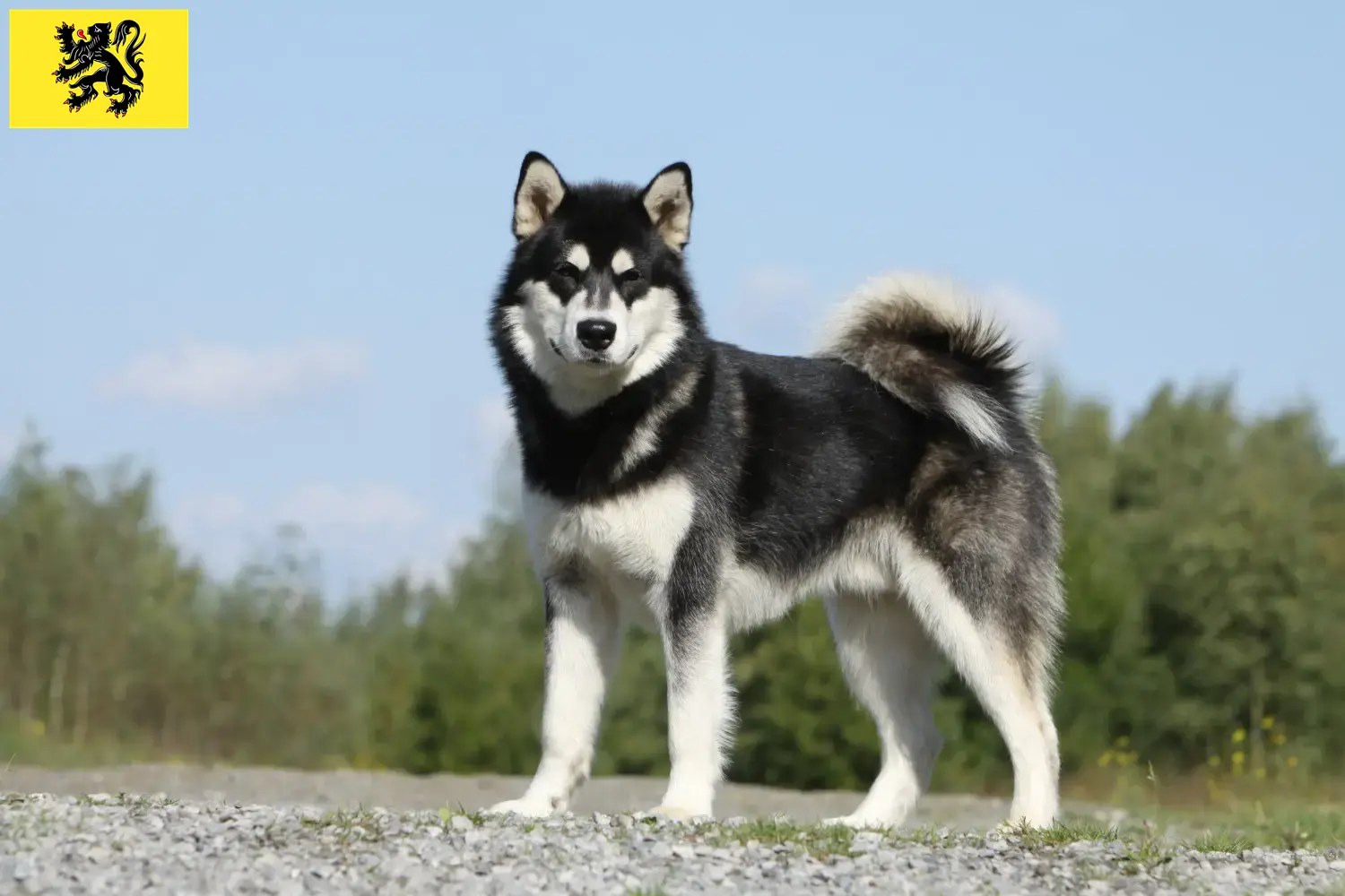 Alaskan Malamute Welpen und Züchter Flandern Hier findest Du Alaskan Malamutes Züchter in Flandern.