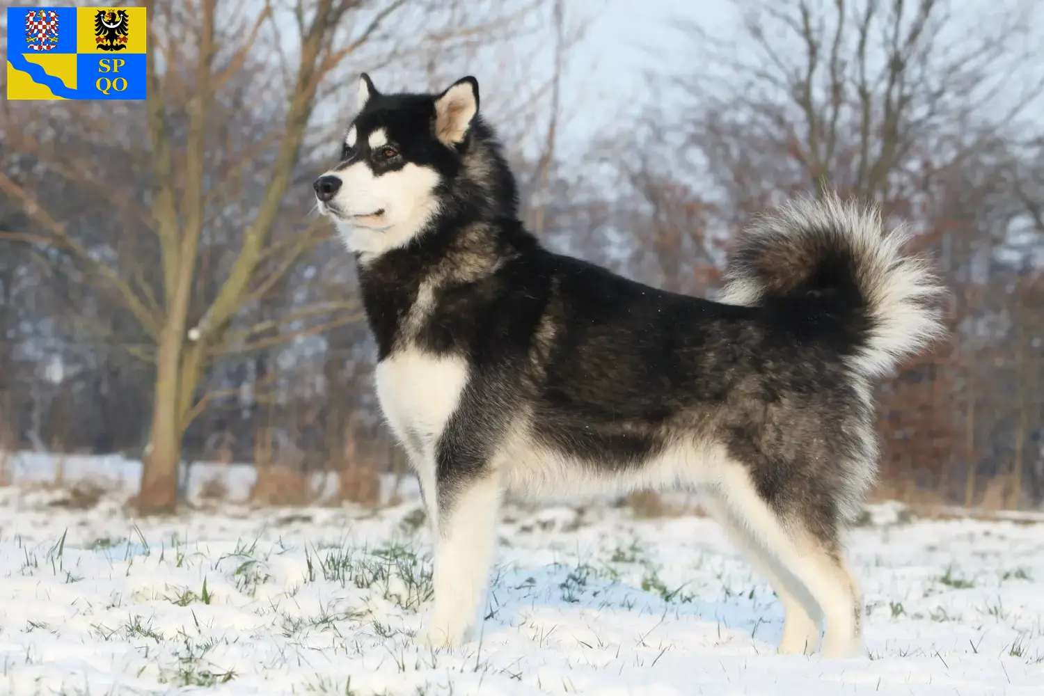 Alaskan Malamute Welpen und Züchter Olmütz Hier findest Du Alaskan Malamutes Züchter in Olmütz.