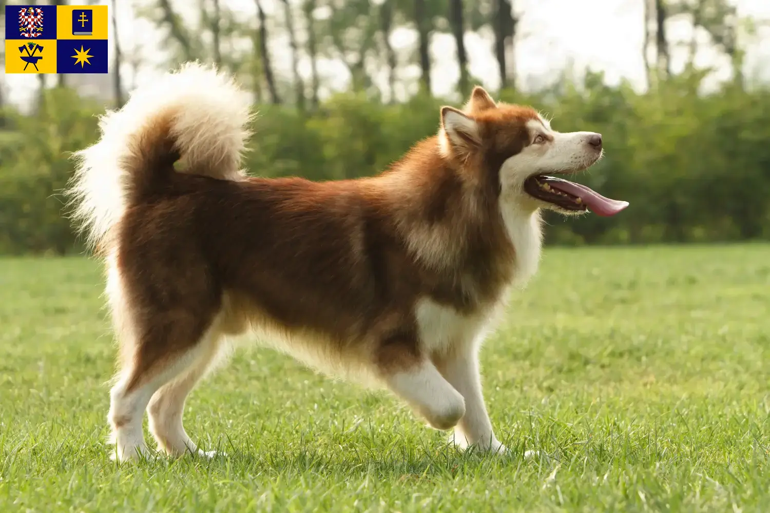 Alaskan Malamute Welpen und Züchter Zlín Hier findest Du Alaskan Malamutes Züchter in Zlín.