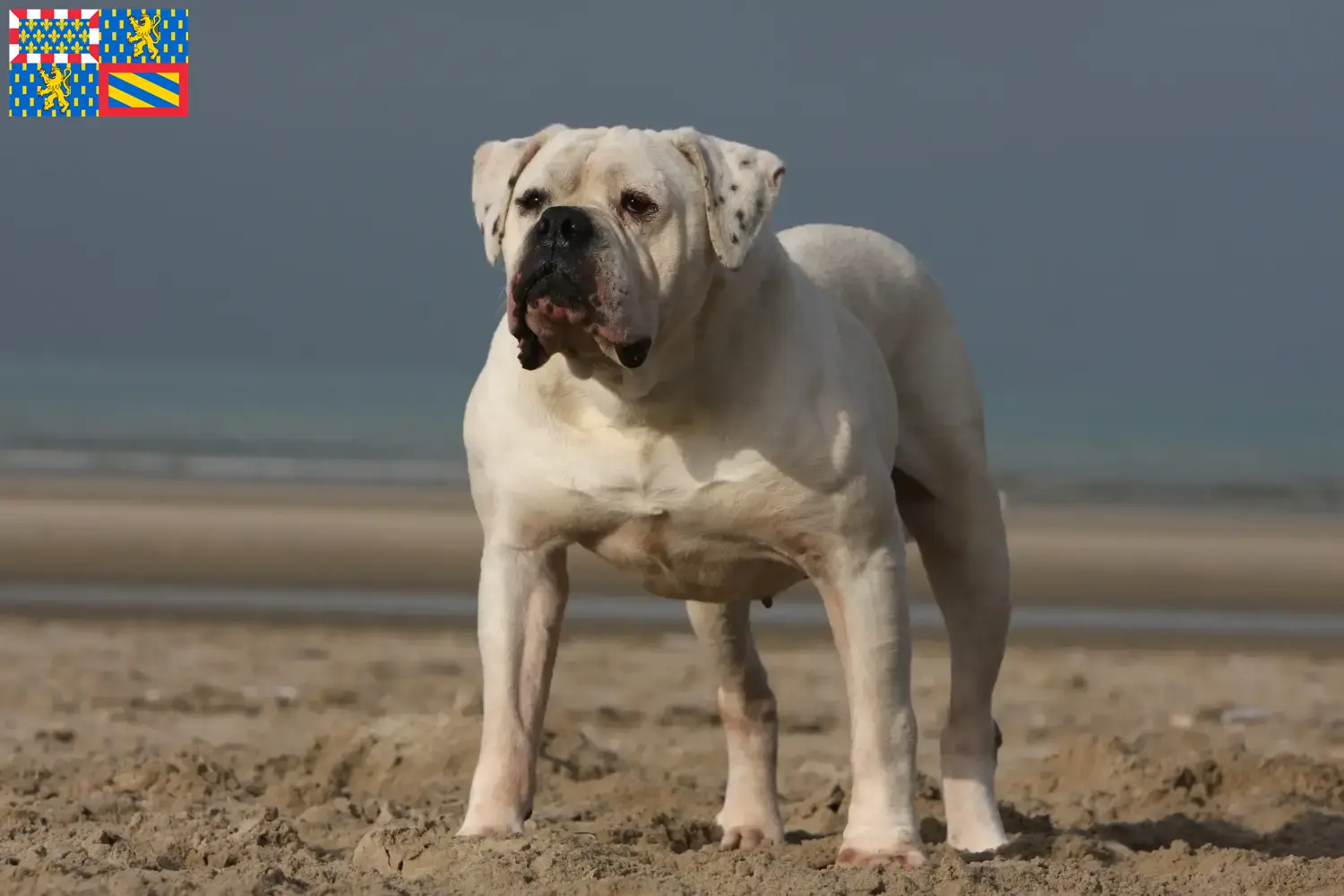 American Bulldog Welpen und Züchter Bourgogne-Franche-Comté Hier findest Du American Bulldogs Züchter in Bourgogne-Franche-Comté.