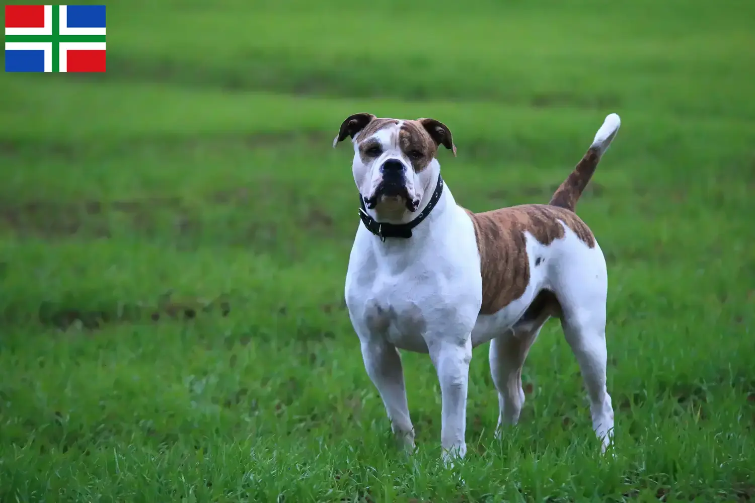 American Bulldog Welpen und Züchter Groningen Hier findest Du American Bulldogs Züchter in Groningen.