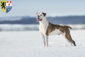 Mehr über den Artikel erfahren American Bulldog Züchter und Welpen in Hauts-de-France