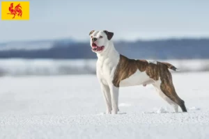 Mehr über den Artikel erfahren American Bulldog Züchter und Welpen in Wallonische Region