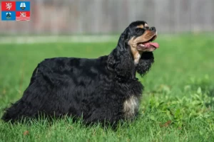 Mehr über den Artikel erfahren American Cocker Spaniel Züchter und Welpen in Karlsbad