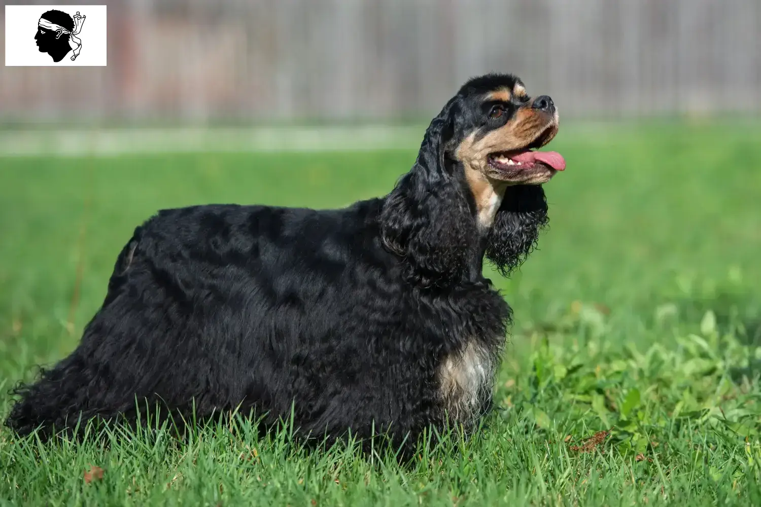 American Cocker Spaniel Welpen und Züchter Korsika Hier findest Du American Cocker Spaniels Züchter auf Korsika.