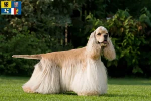Mehr über den Artikel erfahren American Cocker Spaniel Züchter und Welpen in Mähren-Schlesien