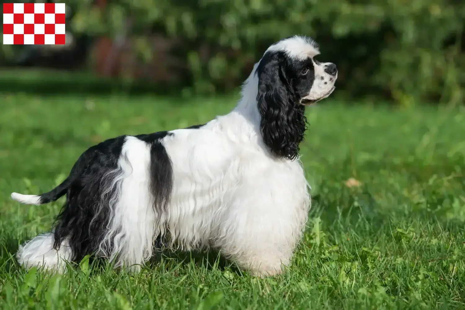 American Cocker Spaniel Welpen und Züchter Nordbrabant Hier findest Du American Cocker Spaniels Züchter in Nordbrabant.